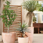 Waarom kunstplanten niet alleen voor binnen je vakantiewoning handig zijn