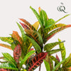 Kunstplant - Croton Codiaeum - Wonderstruik - 95 cm