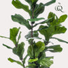 kunstplant - Ficus Lyrata- Tabaksplant - 150cm