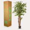 kunstplant - Ficus liana- Vioolbladplant - 170cm