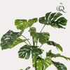 kunstplant - Monstera- Gatenplant - 180cm
