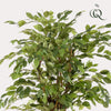 kunstplant - Ficus liana- Vioolbladplant - 170cm