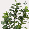 Kunstplant - Ficus Lyrata - Tabaksplant - 210cm
