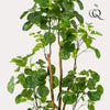 Kunstplant - Polyscias - Aralia - 160 cm