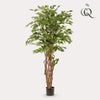 kunstplant - Ficus liana- Vioolbladplant - 170cm