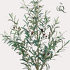 Kunst Olijfboom -Olea europaea - Olijfboom - 115 cm