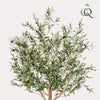 Kunst Olijfboom -Olea europaea - Olijfboom - 180 cm